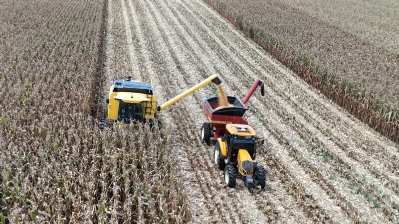 Agricultor paranaense triplica a produtividade do milho e estabelece recorde nacional