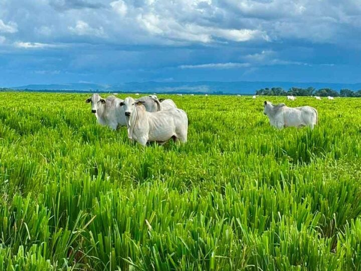 Forrageiras ganham destaque no BeefDay para impulsionar a produtividade da pecuária