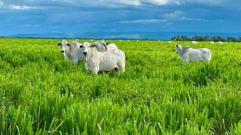 Forrageiras ganham destaque no BeefDay para impulsionar a produtividade da pecuária