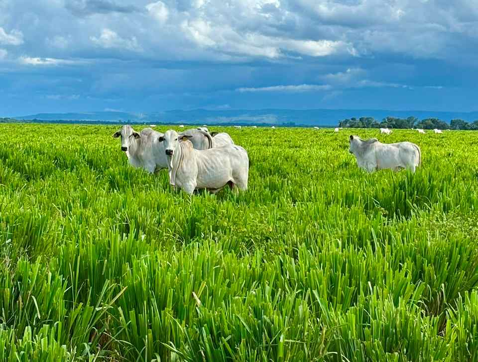 Forrageiras ganham destaque no BeefDay para impulsionar a produtividade da pecuária