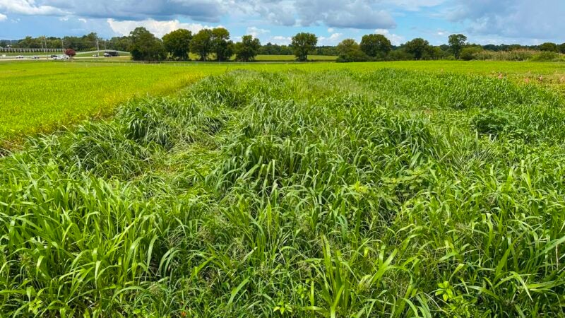Empresa brasileira começa a validar forrageiras tropicais em solo americano