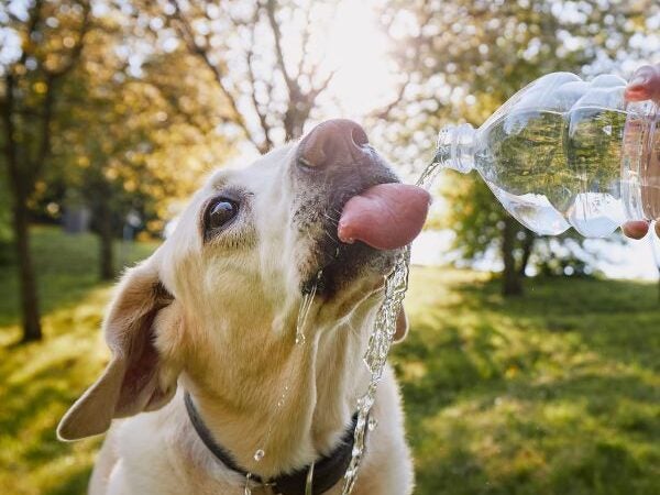Calor intenso muda rotina e exige cuidados especiais com cães e gatos