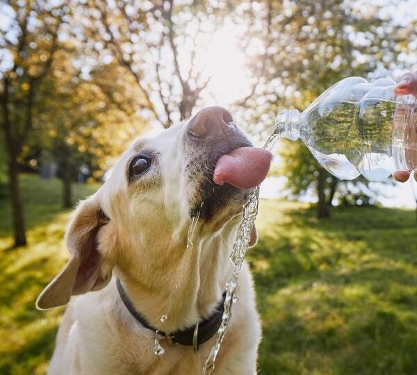Calor intenso muda rotina e exige cuidados especiais com cães e gatos
