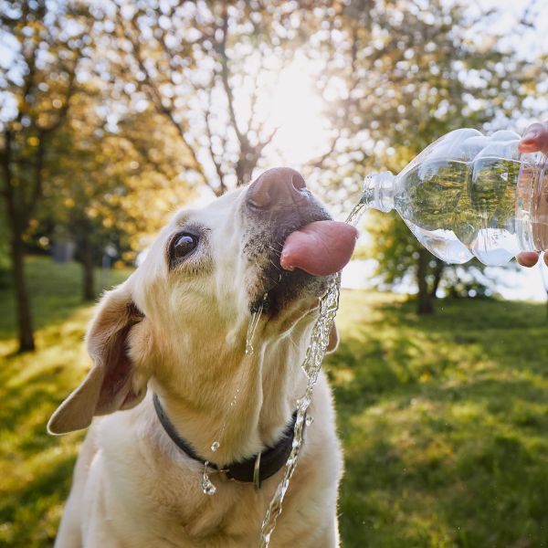 Calor intenso muda rotina e exige cuidados especiais com cães e gatos