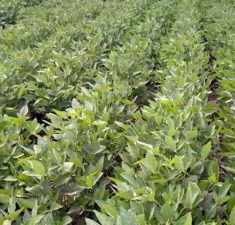 Startup criada em Mato Grosso acelera o melhoramento genético da soja