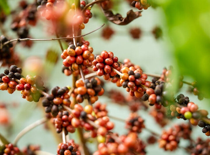 Workshop Café Robusta Amazônico reúne produtores para troca de conhecimento em Colniza