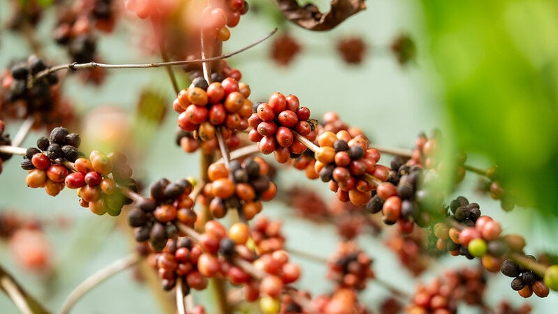 Workshop Café Robusta Amazônico reúne produtores para troca de conhecimento em Colniza
