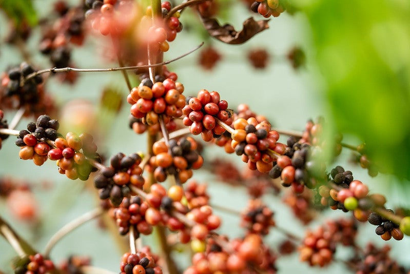 Workshop Café Robusta Amazônico reúne produtores para troca de conhecimento em Colniza