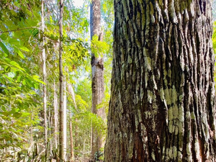 CIPEM celebra investimento de R$ 1,36 milhão do governo de MT em ciência florestal e ampliação de guia inédito de espécies