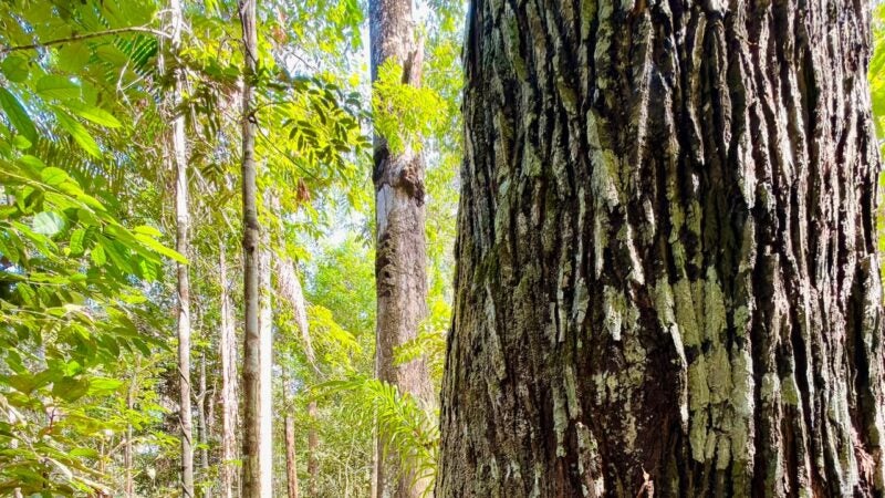 CIPEM celebra investimento de R$ 1,36 milhão do governo de MT em ciência florestal e ampliação de guia inédito de espécies