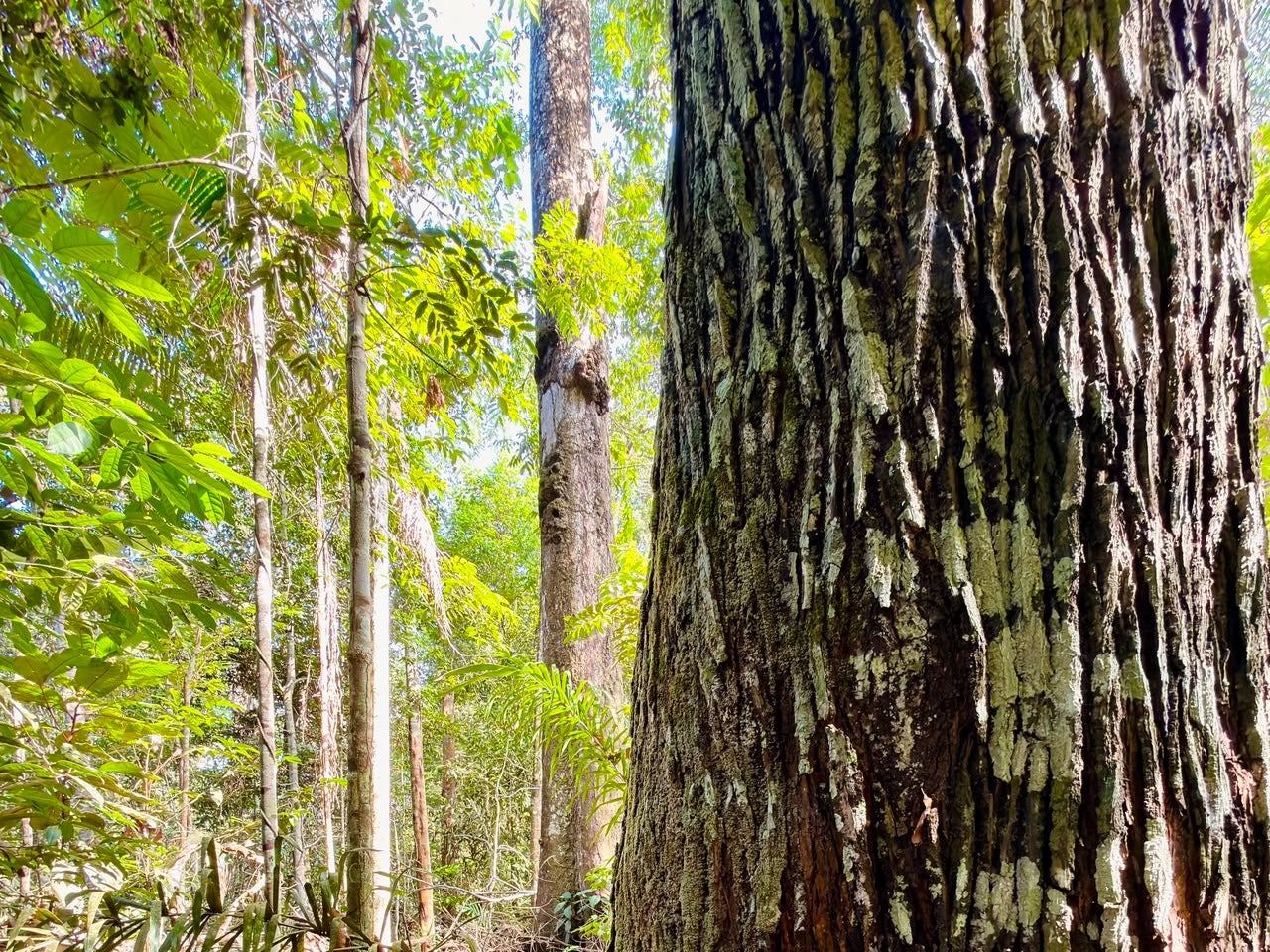 CIPEM celebra investimento de R$ 1,36 milhão do governo de MT em ciência florestal e ampliação de guia inédito de espécies