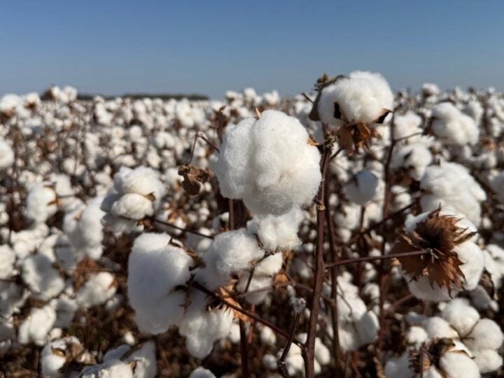 Polato Sementes apresenta cultivares exclusivas no Congresso Brasileiro do Algodão