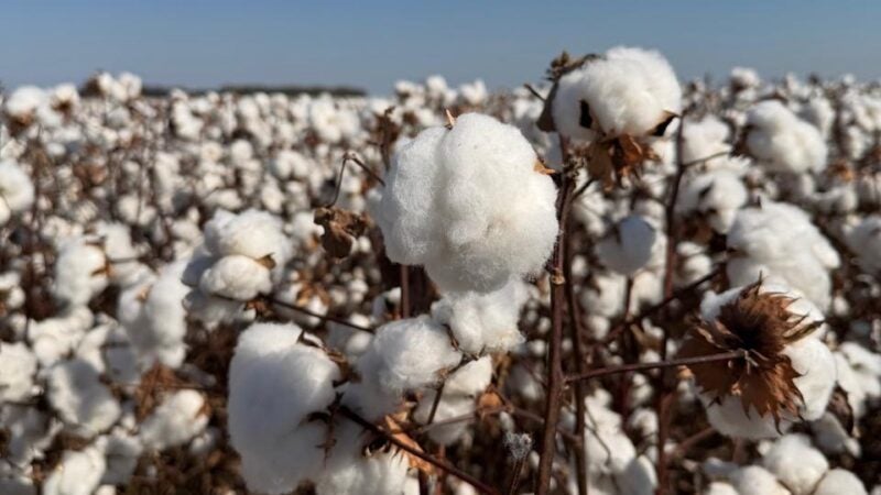 Polato Sementes apresenta cultivares exclusivas no Congresso Brasileiro do Algodão