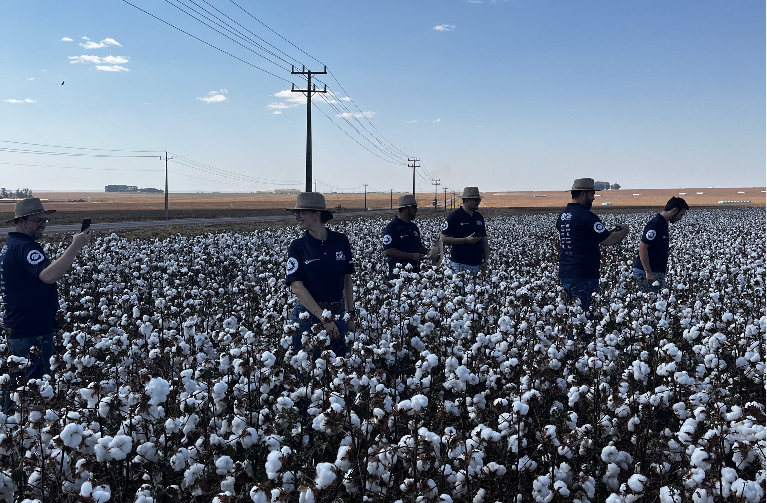Brasil planta menos algodão, mas deve colher produtividade recorde