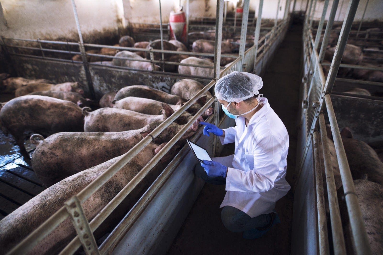 O papel do médico-veterinário na segurança alimentarPara além do cuidado com animais, o profissional também fiscaliza os alimentos que chegam à população