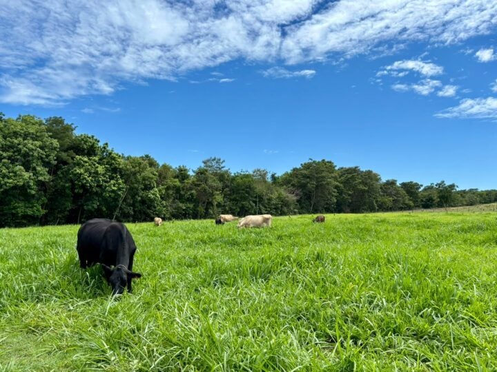 Valorização da arroba cria a melhor janela dos últimos anos para reforma de pastagens