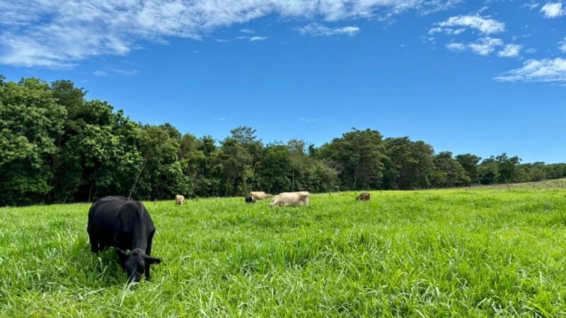 Valorização da arroba cria a melhor janela dos últimos anos para reforma de pastagens