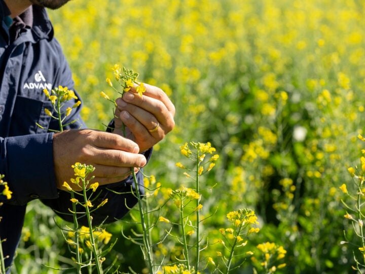 Canola avança no Brasil como opção rentável no inverno