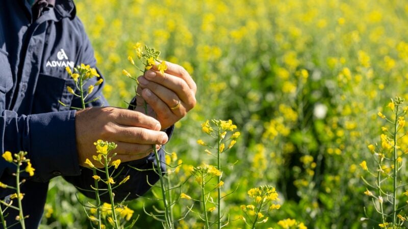 Canola avança no Brasil como opção rentável no inverno