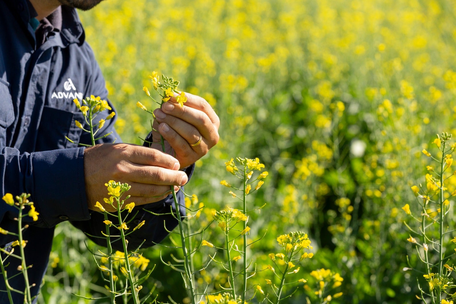 Canola avança no Brasil como opção rentável no inverno