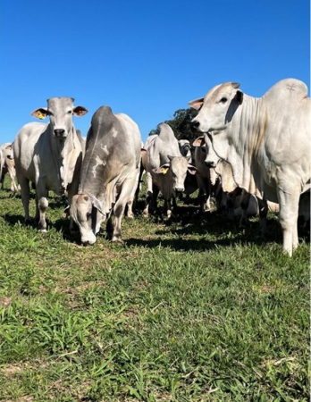 CFM abre as vendas na fazenda: touros prontos para a estação de monta