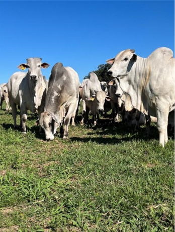 CFM abre as vendas na fazenda: touros prontos para a estação de monta