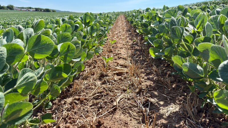 Planejamento ajuda a reduzir falhas antes do plantio