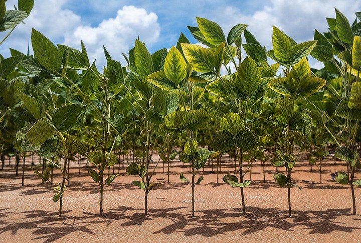 Plantio da soja chega a 75,81% da área em Mato Grosso, afirma Imea