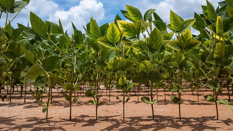 Plantio da soja chega a 75,81% da área em Mato Grosso, afirma Imea