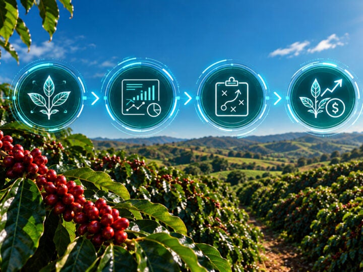 Projeto inédito analisa o tecido vegetal do cafezal e transforma dados da planta em decisões de manejo