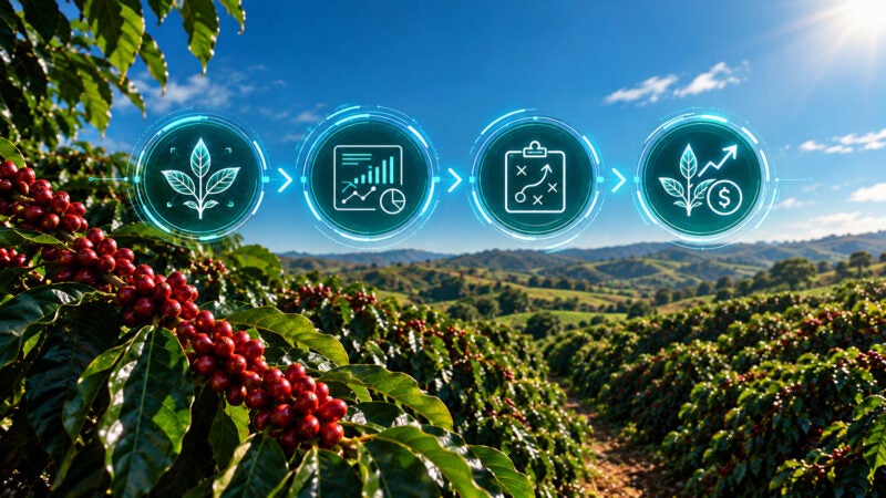 Projeto inédito analisa o tecido vegetal do cafezal e transforma dados da planta em decisões de manejo