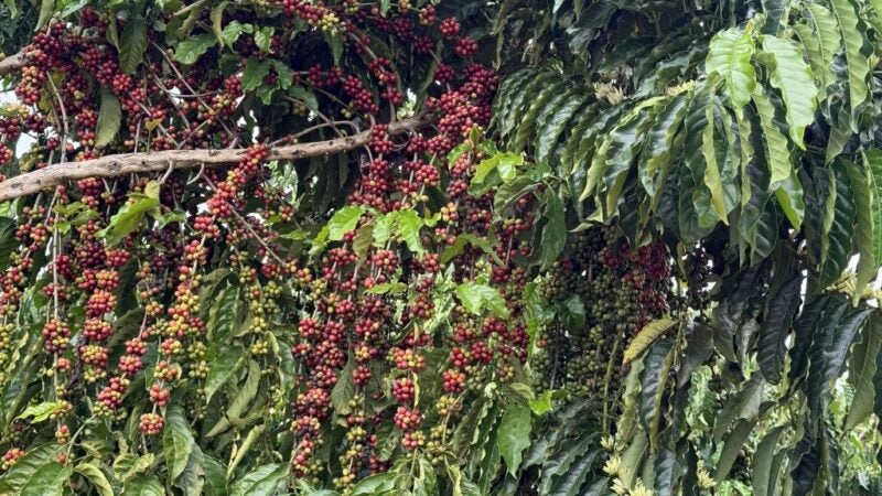 Concurso em Juína vai premiar os melhores cafés de Mato Grosso