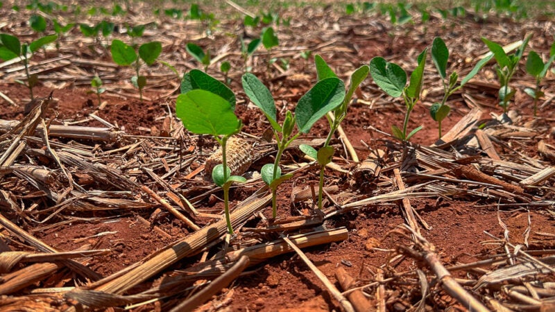 Mato Grosso semeia 33% da soja e recupera ritmo de plantio na safra 2026/27