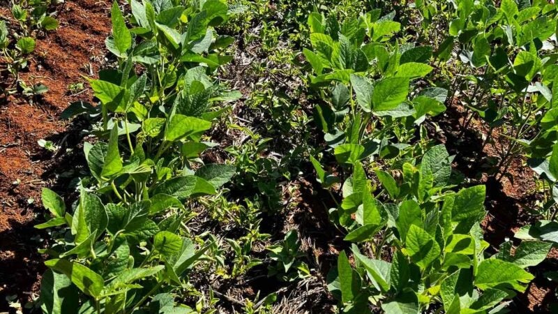 Controle precoce de plantas daninhas ajuda a preservar o potencial produtivo da lavoura